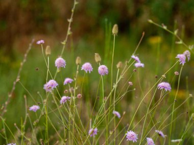 Bahar gündüz, kır çiçeği alan yakın çekim 
