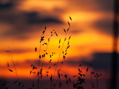 İspanya'da güzel günbatımı manzara. Gün batımında bitkiler