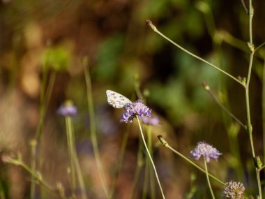 bahar üzerinde bir çiçek pollinating kelebek