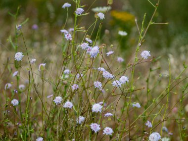 bahar farklı çim İspanya