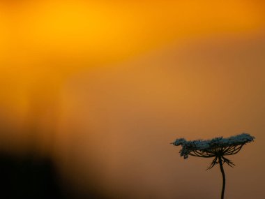İspanya'da güzel günbatımı manzara. gün batımında çiçek