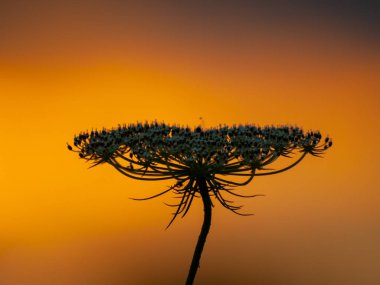 İspanya'da güzel günbatımı manzara. gün batımında çiçek