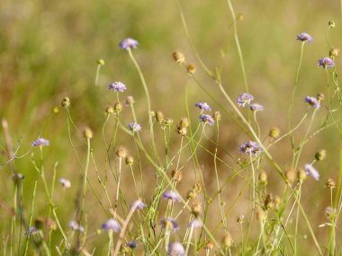 bahar farklı çim İspanya