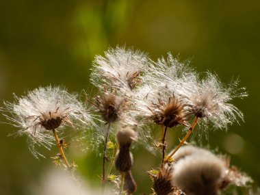 Alanda bahar yaban çiçekleri 