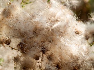 Alanda bahar yaban çiçekleri 