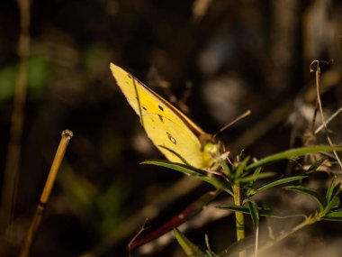 yaz parkında kelebek, yakın