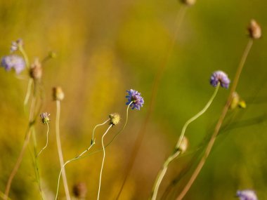 bahar farklı çim İspanya
