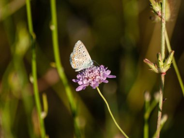 bahar üzerinde bir çiçek pollinating kelebek