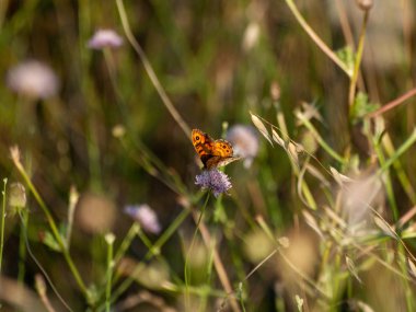 bahar üzerinde bir çiçek pollinating kelebek