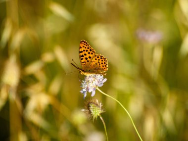 bahar üzerinde bir çiçek pollinating kelebek