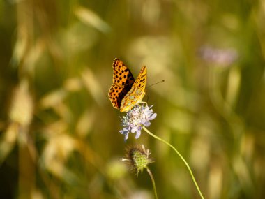 bahar üzerinde bir çiçek pollinating kelebek