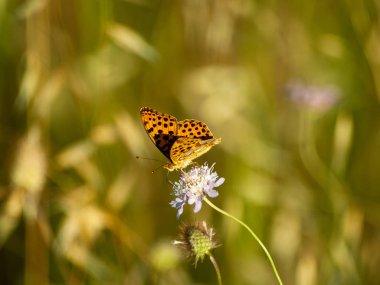 bahar üzerinde bir çiçek pollinating kelebek