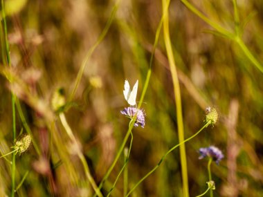 bahar üzerinde bir çiçek pollinating kelebek