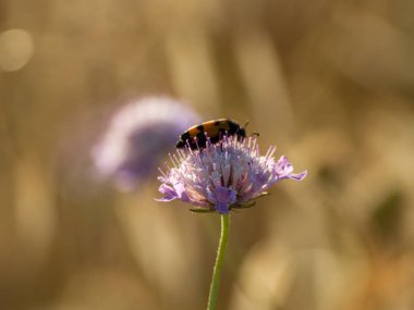 bahar üzerinde bir çiçek pollinating hata