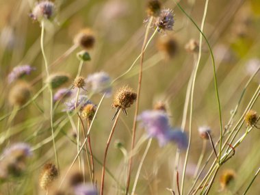 bahar farklı çim İspanya