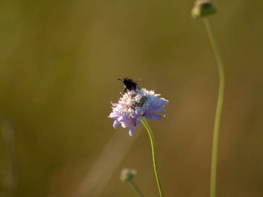 bahar üzerinde bir çiçek pollinating hata