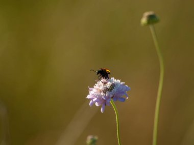bahar üzerinde bir çiçek pollinating hata