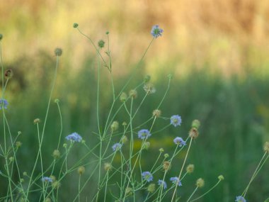 bahar farklı çim İspanya