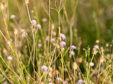 bahar farklı çim İspanya