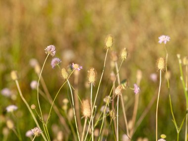 bahar farklı çim İspanya