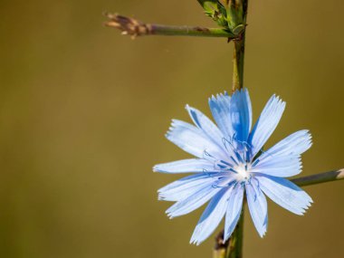 Bahar gündüz, kır çiçeği yakın çekim 