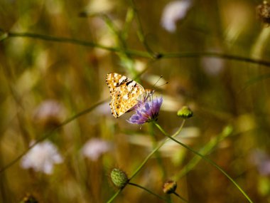 bahar üzerinde bir çiçek pollinating kelebek