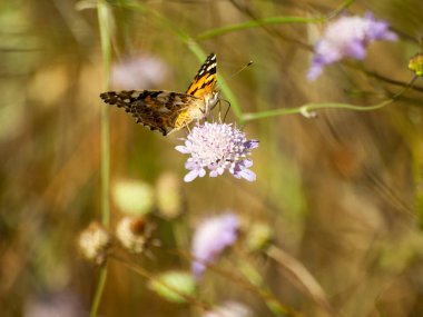 bahar üzerinde bir çiçek pollinating kelebek