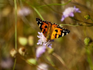 bahar üzerinde bir çiçek pollinating kelebek