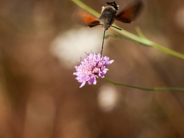 Bahar gündüz, kır çiçeği yakın çekim 