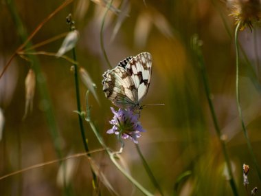 bahar üzerinde bir çiçek pollinating kelebek