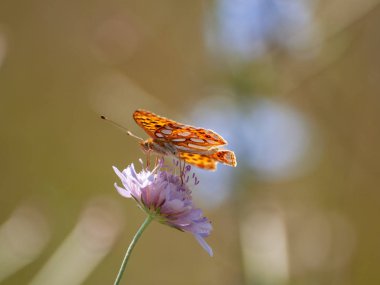 bahar üzerinde bir çiçek pollinating kelebek