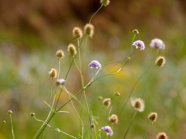 Bahar gündüz, kır çiçeği alan yakın çekim 