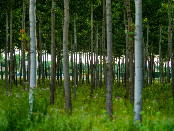 Bosco Verde Salamanca Spagna — Foto Stock