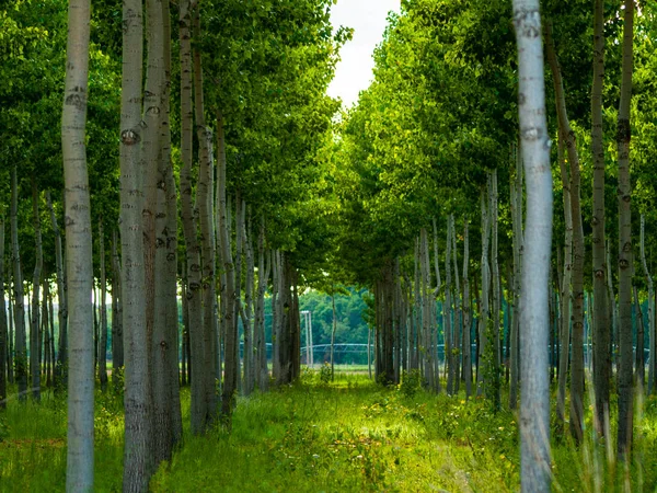 Bosco Verde Salamanca Spagna — Foto Stock