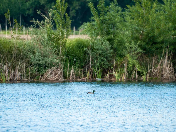 Ente Schwimmt Wasser Eines Flusses — Stockfoto