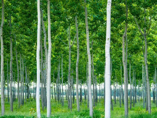 Bosco Verde Salamanca Spagna — Foto Stock