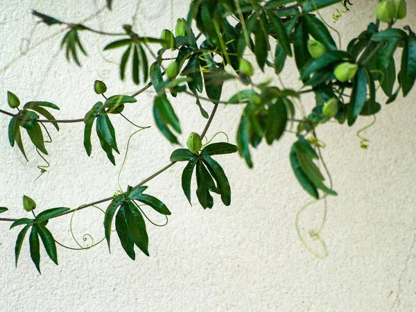 Rostlina Zelenými Listy Pozadí Bílé Zdi Blízko — Stock fotografie