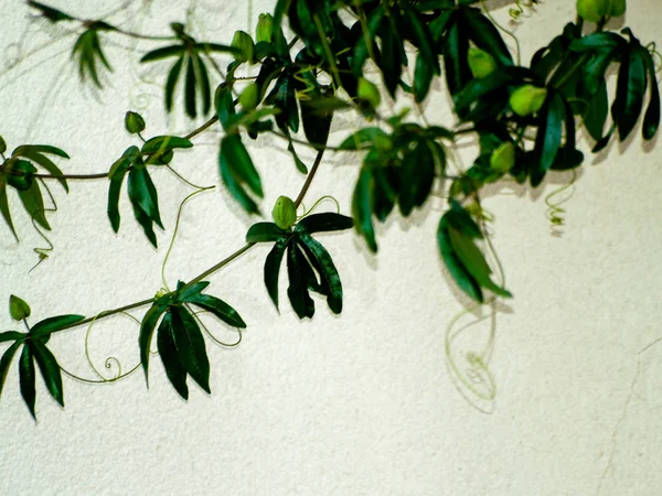Növény Zöld Levelek Fehér Fal Háttér Közelről — Stock Fotó