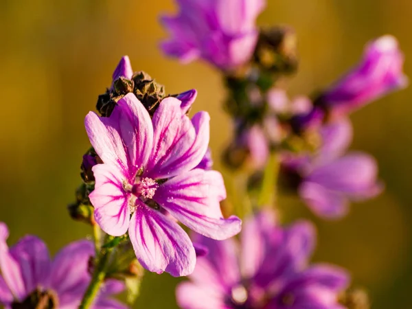 Весенние Полевые Цветы Поле — стоковое фото