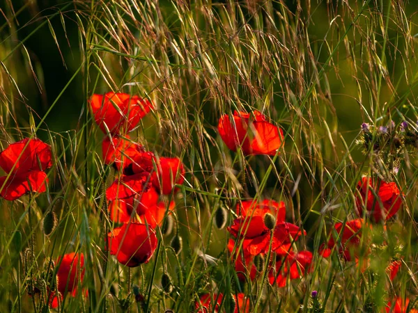 Poppy Field Springtime Salamanca Spain — Stock Photo, Image