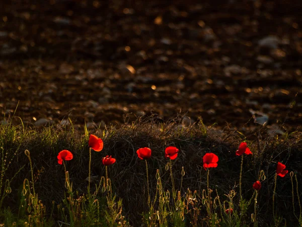 Campo Papavero Primavera Salamanca Spagna — Foto Stock