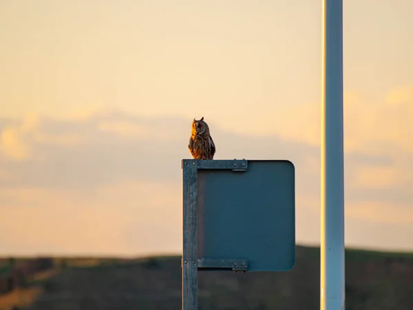 Owl Bird Perching Sunset Sky Background — Stock Photo, Image