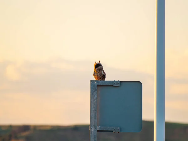 Uil Vogel Neerstrijken Zonsondergang Hemel Achtergrond — Stockfoto