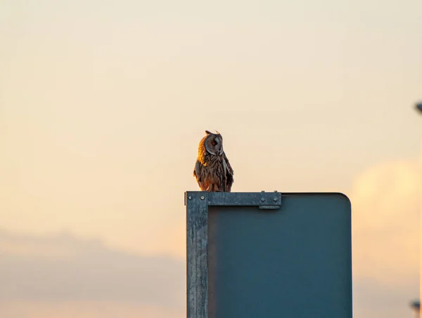 Eule Vogel Hockt Auf Sonnenuntergang Himmel Hintergrund — Stockfoto