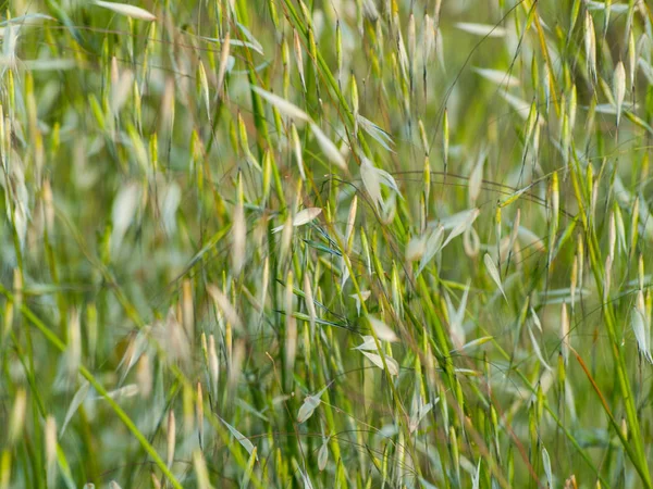 Hierbas Que Crecen Aire Libre Cerca —  Fotos de Stock