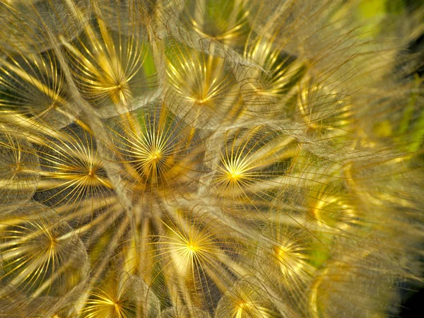 beautiful dandelion  plant close up