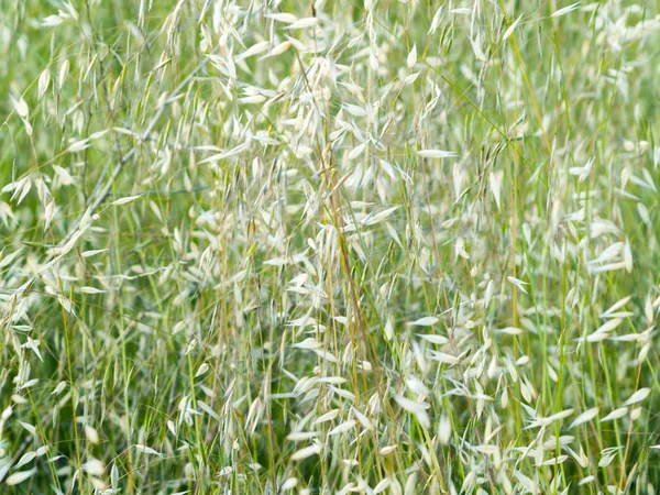 Herbs Growing Outdoors Close — Stock Photo, Image