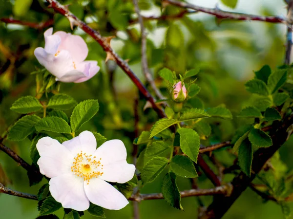 Kwitnące Drzewo Różowymi Kwiatami Wiosne — Zdjęcie stockowe