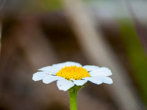 Schöne Sommerblume Kamille Aus Nächster Nähe — Stockfoto