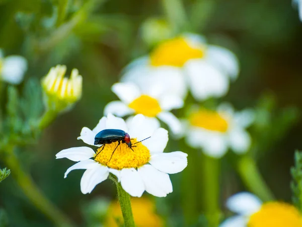 beautiful summer flower chamomile with insect  close up